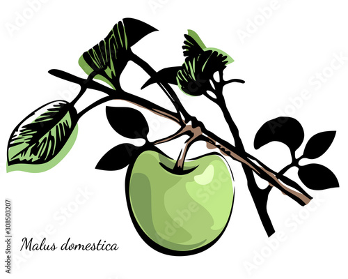 Branch with green apple and leaves retro print style.