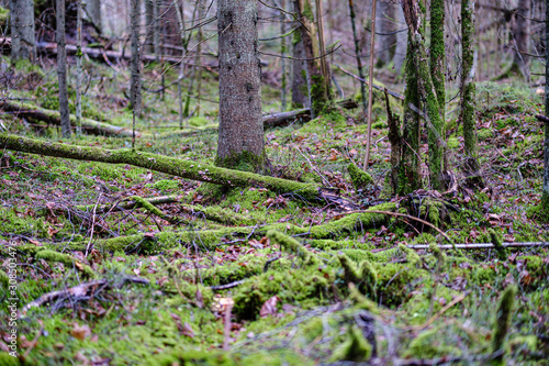 old broken tree trunk stump covered with moss in wet forest