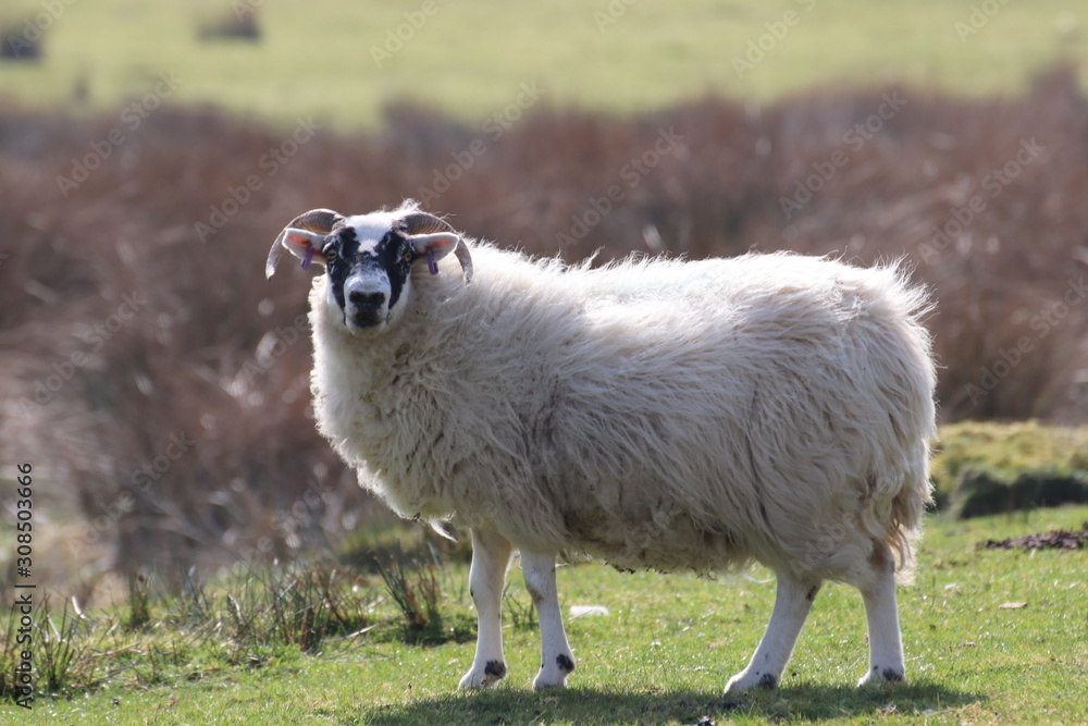 sheep in field