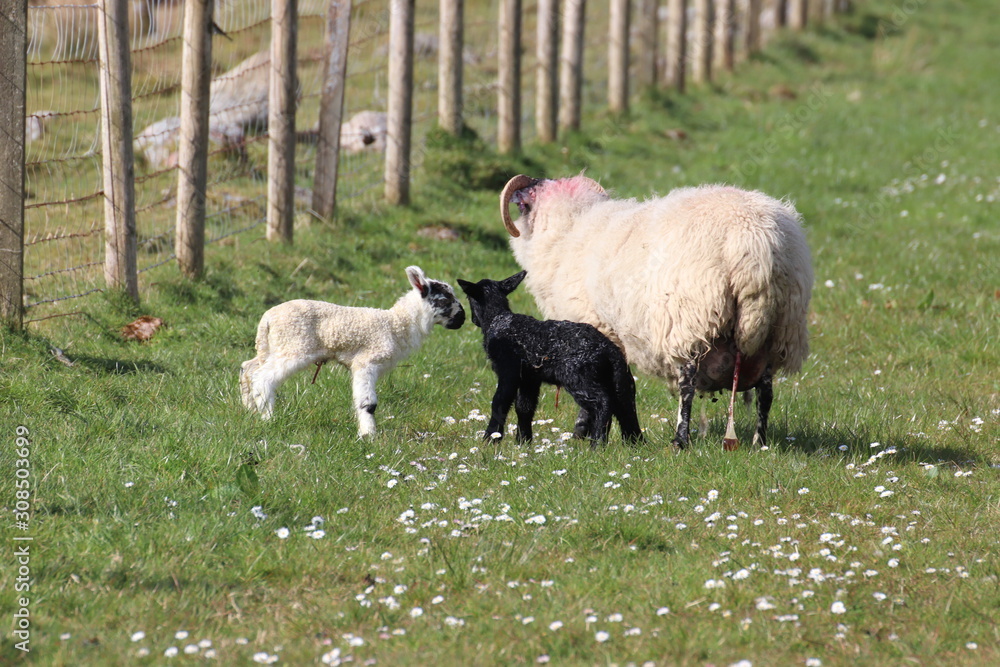 Fototapeta premium new born lamb