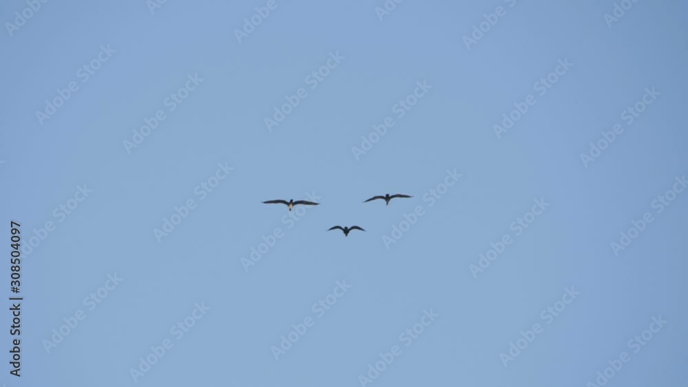 Flock of geese flying in an imperfect formation. Slow motion. Birds Geese flying in formation, Blue sky background. Migrating Greater birds flying in Formation . Follow leaders. Flock of geese flying in an imperfect formation. Slow motion. Birds Geese flying in formation, Blue sky background. Migrating Greater birds flying in Formation . Follow leaders.