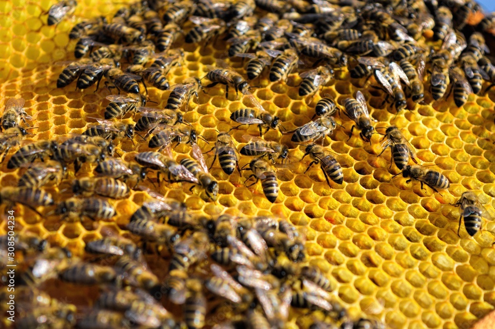 Photography of honey bee on frame with golden color honeycomb