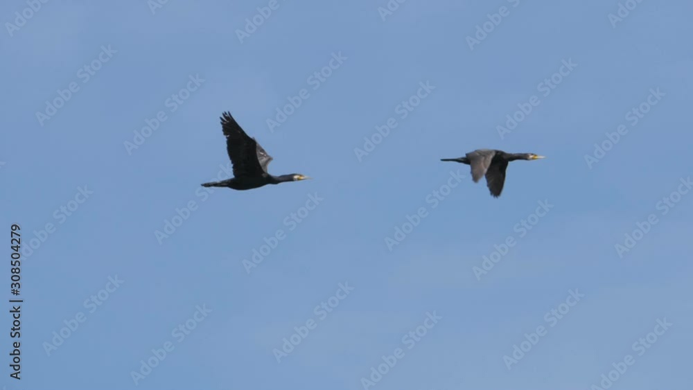 Flock of geese flying in an imperfect formation. Slow motion. Birds Geese flying in formation, Blue sky background. Migrating Greater birds flying in Formation . Follow leaders. Flock of geese flying in an imperfect formation. Slow motion. Birds Geese flying in formation, Blue sky background. Migrating Greater birds flying in Formation . Follow leaders.