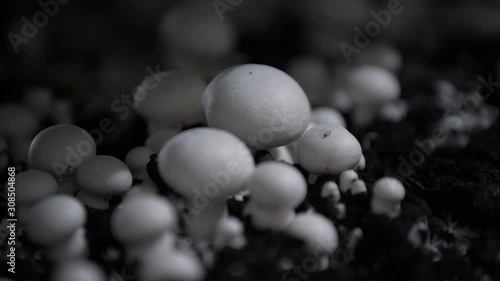 Mushrooms in the industry. The mushroom farm. Champignon production farm. Shelves rows of beds. Shampion grown mushrooms. Modern agriculture photo