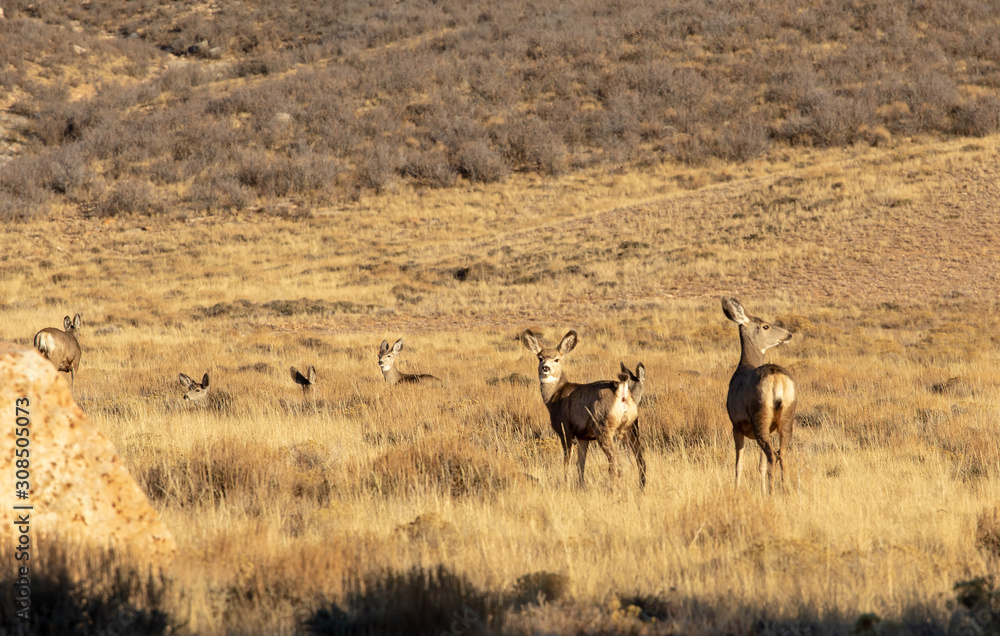 Mule deer in the USA, in a golden field