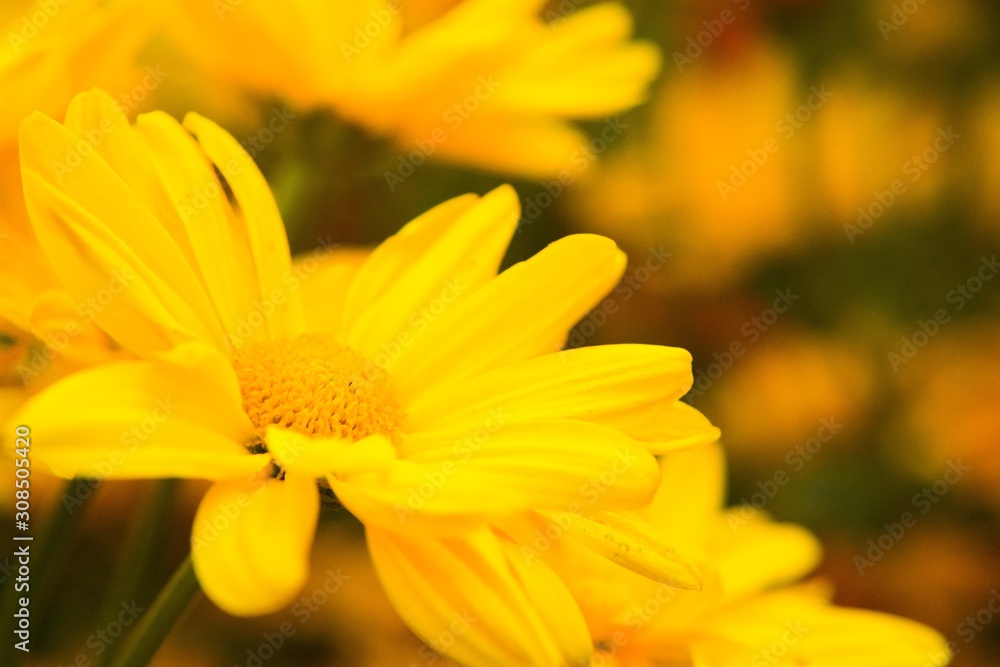 yellow flower in the garden yellow flower in the garden