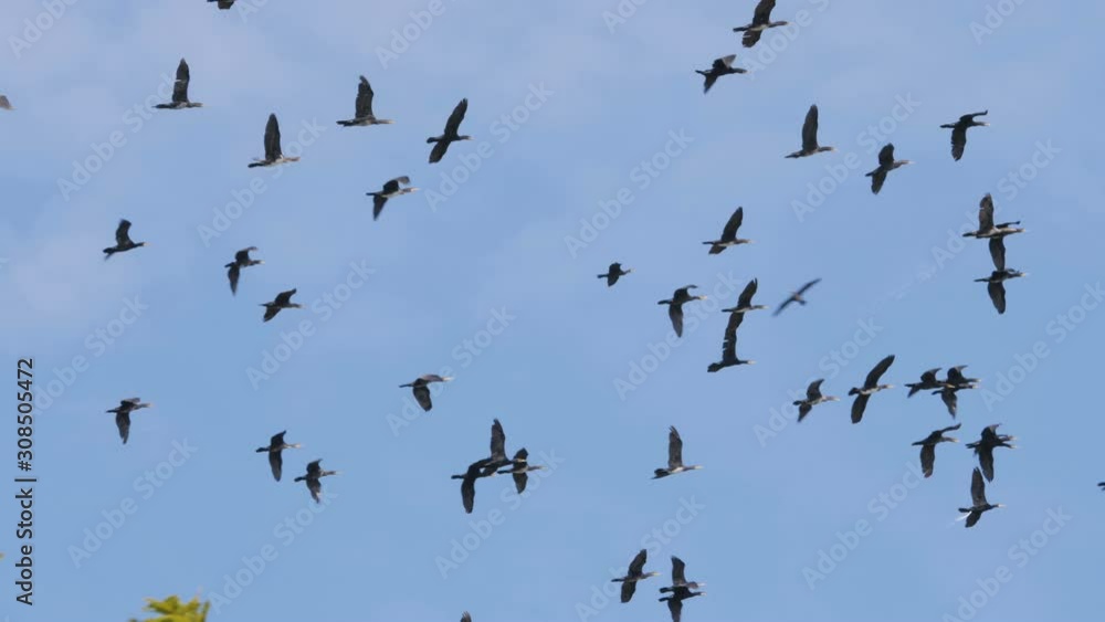 Flock of geese flying in an imperfect formation. Slow motion. Birds Geese flying in formation, Blue sky background. Migrating Greater birds flying in Formation . Big Flock of birds. Flock of geese flying in an imperfect formation. Slow motion. Birds Geese flying in formation, Blue sky background. Migrating Greater birds flying in Formation . Big Flock of birds.