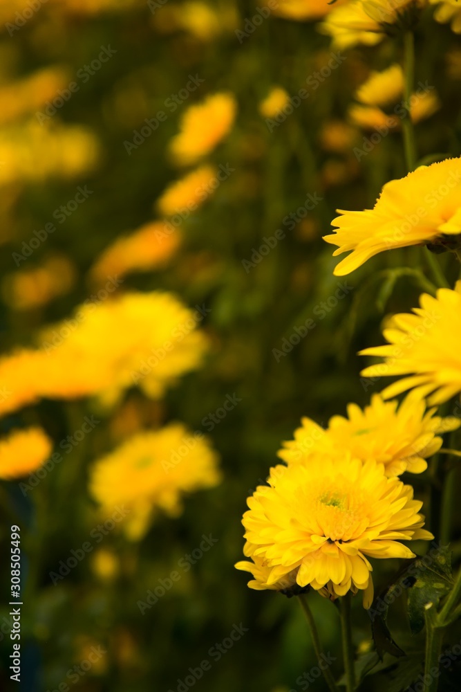 yellow flowers in garden yellow flowers in garden