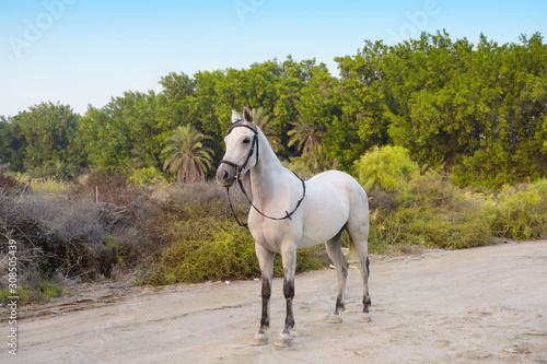 Beautiful strong white horse standing on dirt road with green trees jungle over sky background, Bahrain.