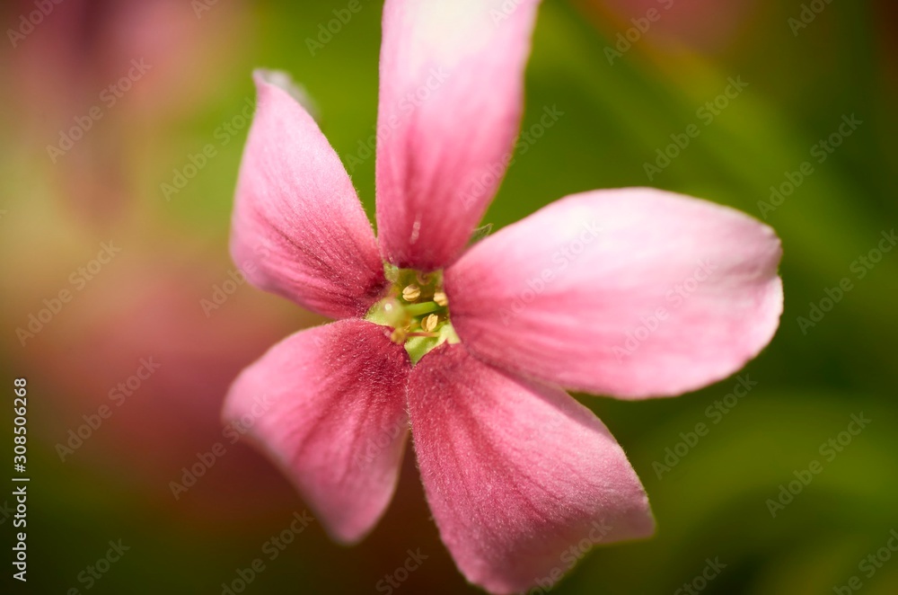 pink flower with water drops of dew pink flower with water drops of dew