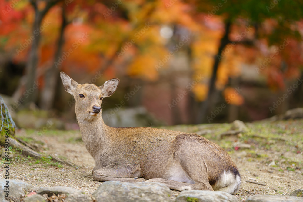 Obraz premium Autumn in Japan with Nara's deers