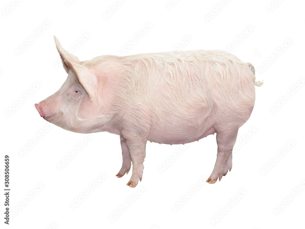 big pig isolated on white big pig isolated on white