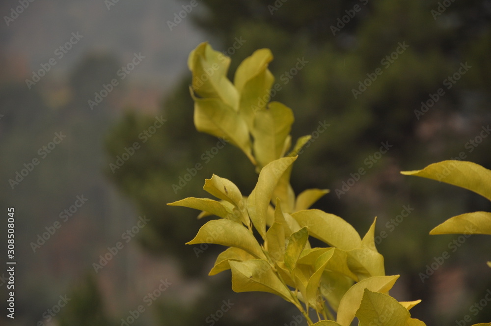 Obraz premium Leaves of lemon tree in the garden