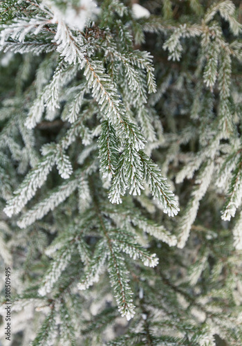 Closeup of pine tree branch covered with snow. Winter background with shallow depth of field. © faveteart