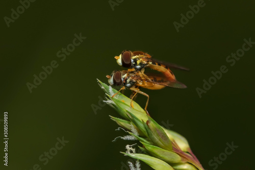 Close up shot of two flies mating on a leaf