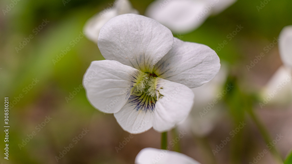 white wild flower white wild flower