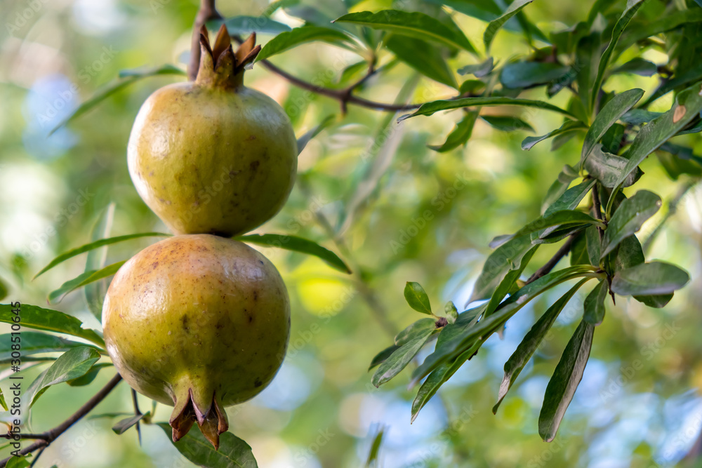 Growing pomegranate fruit on a tree, garden with fruit trees, Green pomegranate (Punica granatum), fruit Growing pomegranate fruit on a tree, garden with fruit trees, Green pomegranate (Punica granatum), fruit