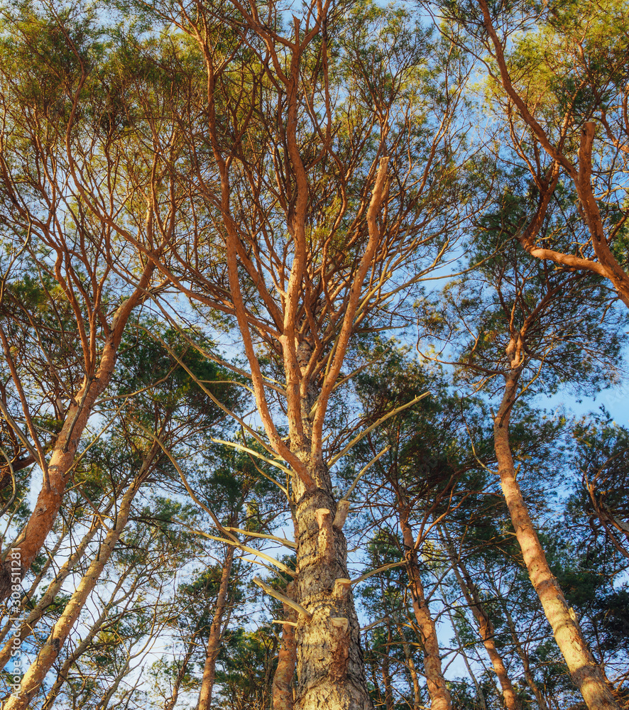 Obraz premium Trees Looking Up Sun Summer