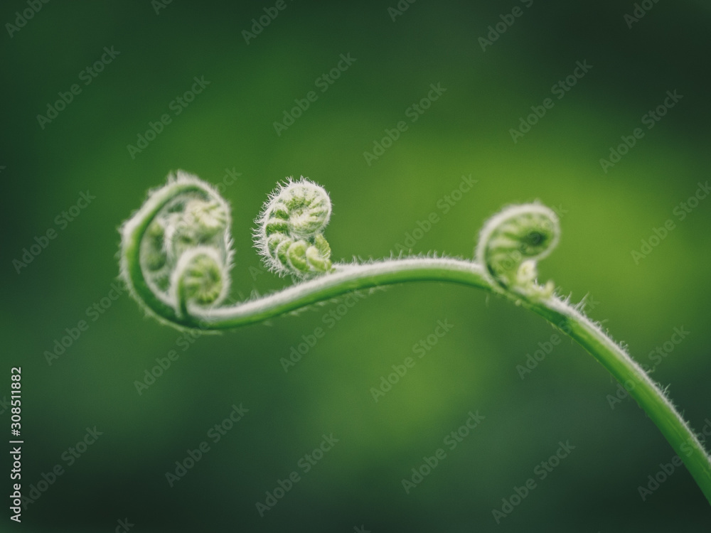 Fern Unfurl Green Plant Fern Unfurl Green Plant