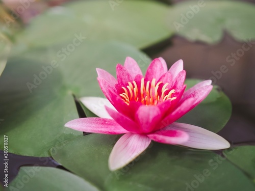 Pink lotus flower and lotus leaf. 
