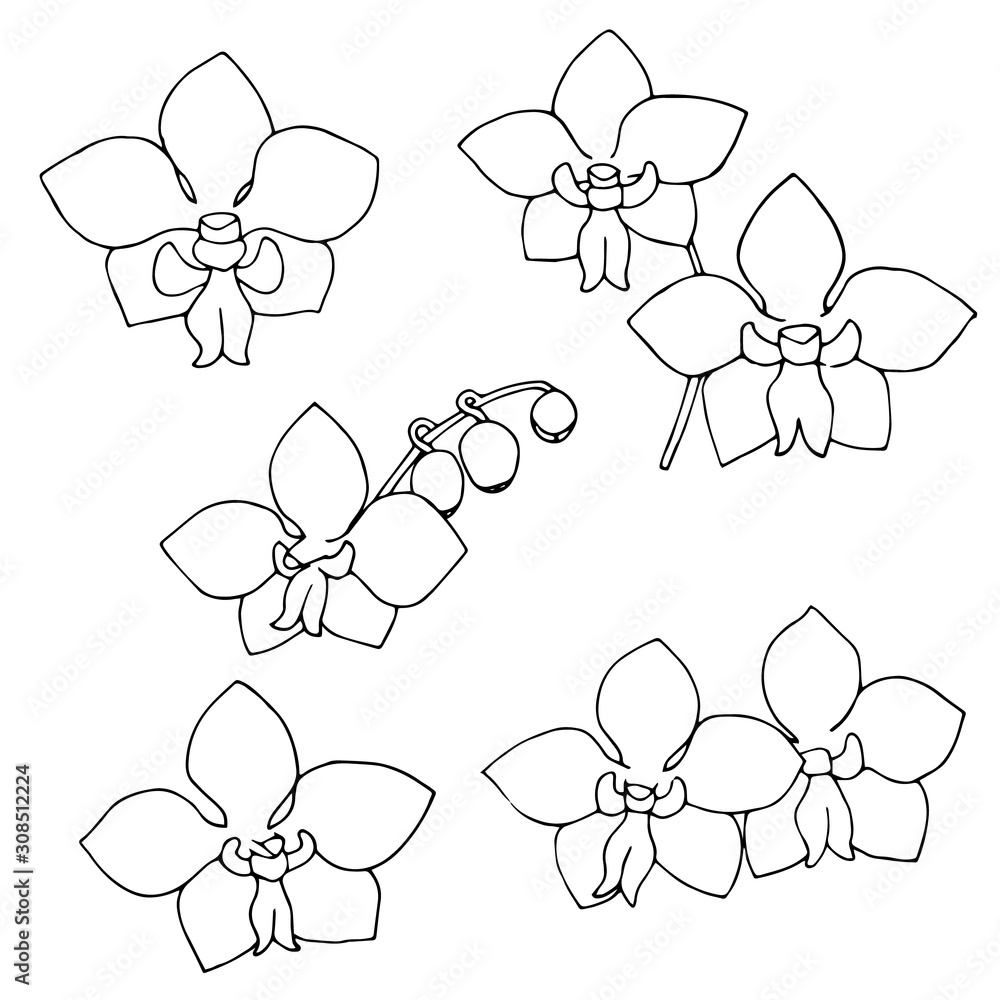 Vector hand drawn illustration of sketch orchid flowers on isolated on white background. Floral tropical design element for cosmetics, beauty care products. Vector hand drawn illustration of sketch orchid flowers on isolated on white background. Floral tropical design element for cosmetics, beauty care products.