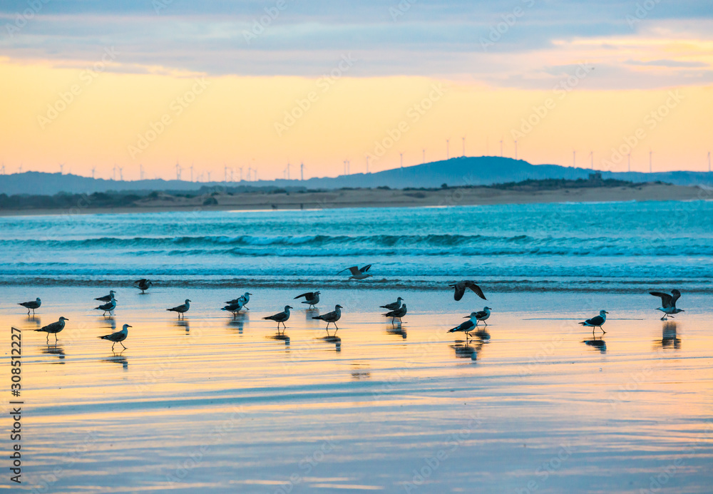 Gulls on the beach with reflections in the water and sunset light in Essaouira, Morocco