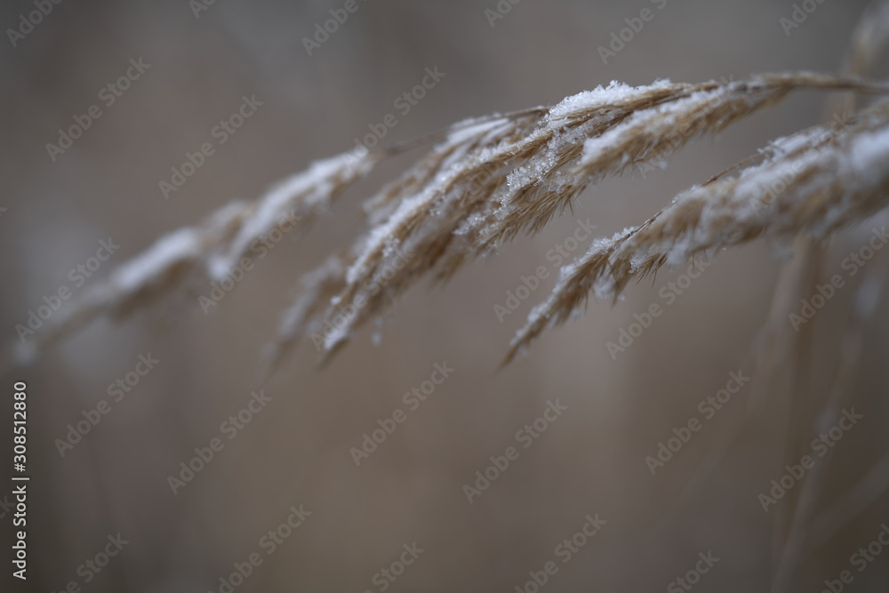 Fototapeta premium Detail of spikelets of Calamagrostis epigejos in the winter. Known as wood small-reed or bushgrass. Dried and snowed grass when winter is started.