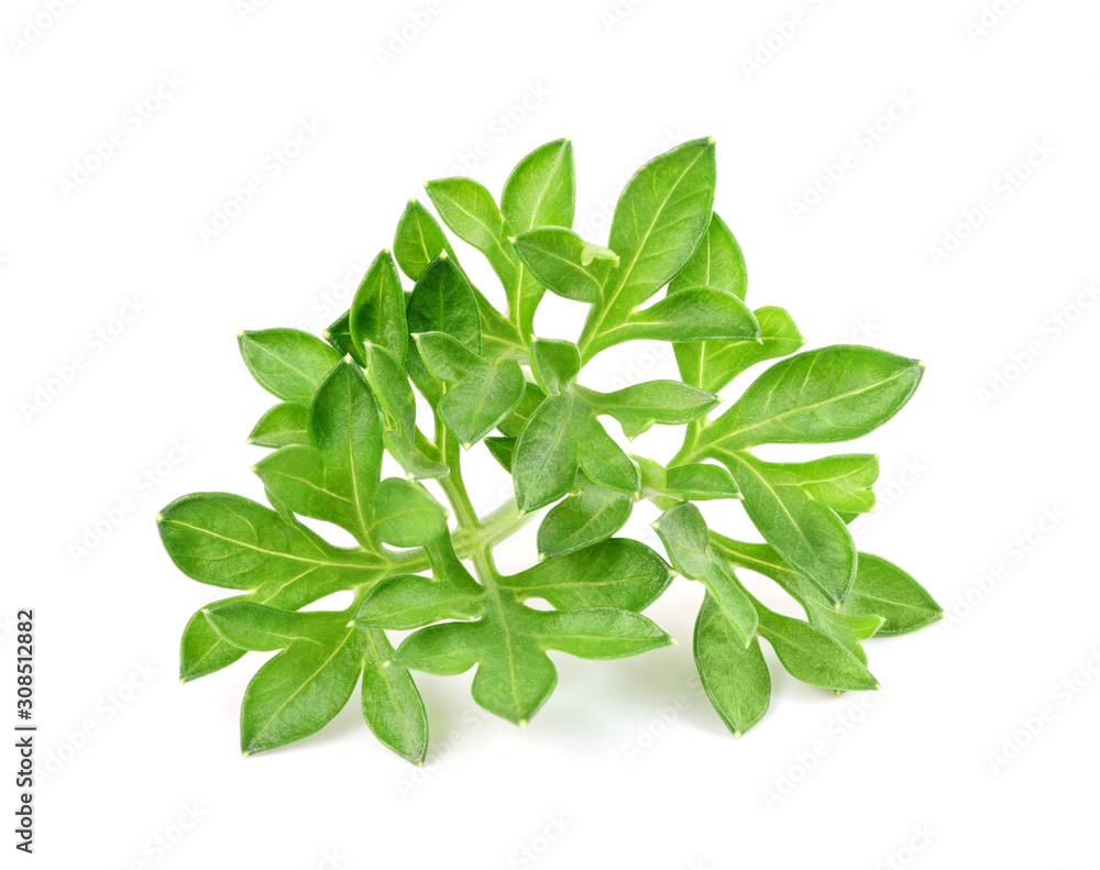small sprigs of fresh parsley. (macro focus stacking) small sprigs of fresh parsley. (macro focus stacking)