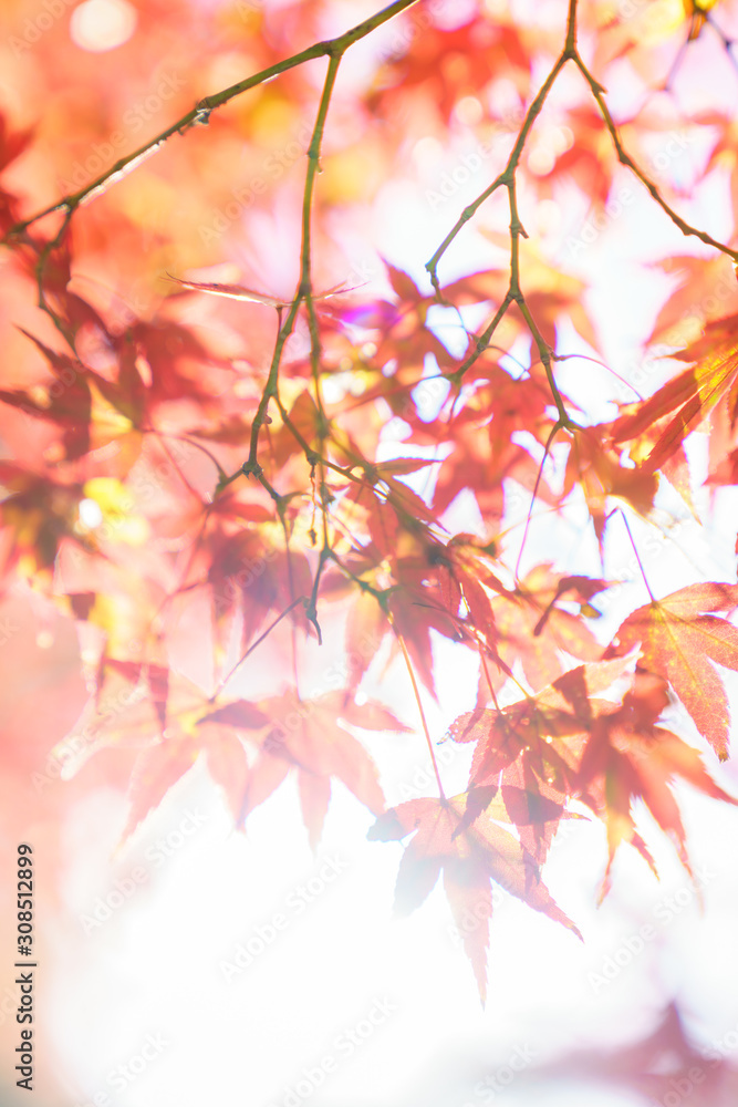 Autumn leaves in Japan