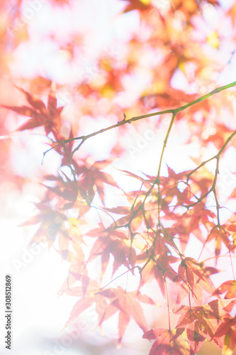 Autumn leaves in Japan