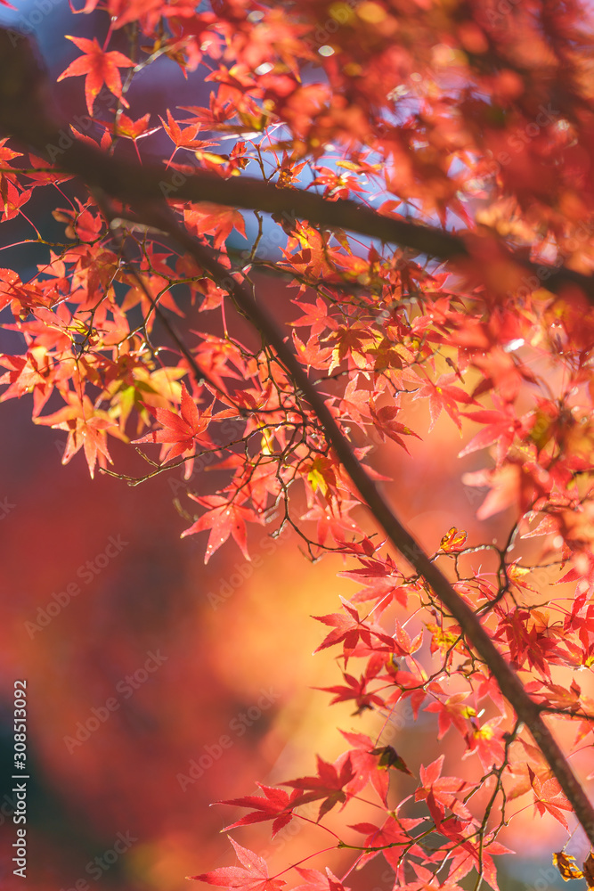 Autumn leaves in Japan