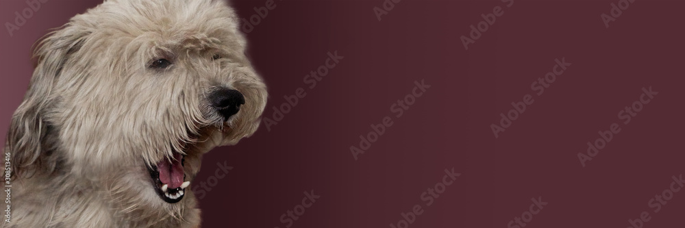a dog on a Burgundy background ,yawn