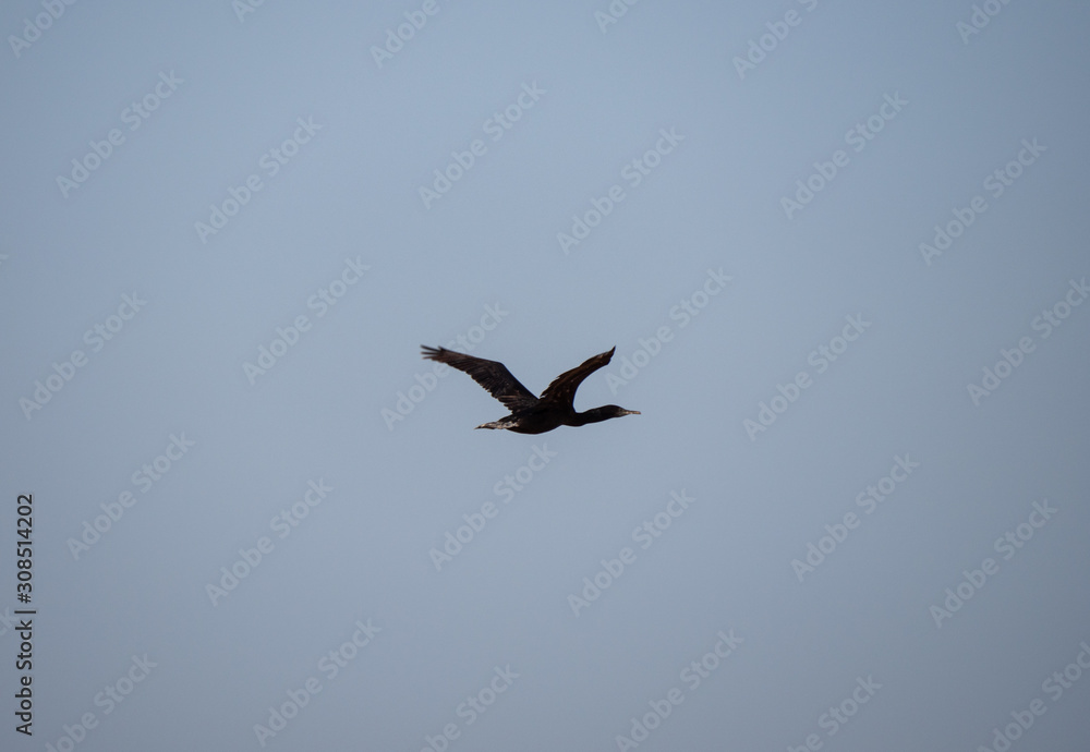 Socotra Cormorant in flight on Hawar Island, Bahrain Socotra Cormorant in flight on Hawar Island, Bahrain