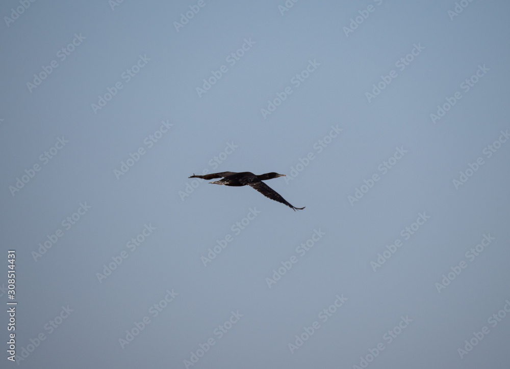 Socotra Cormorant in flight on Hawar Island, Bahrain