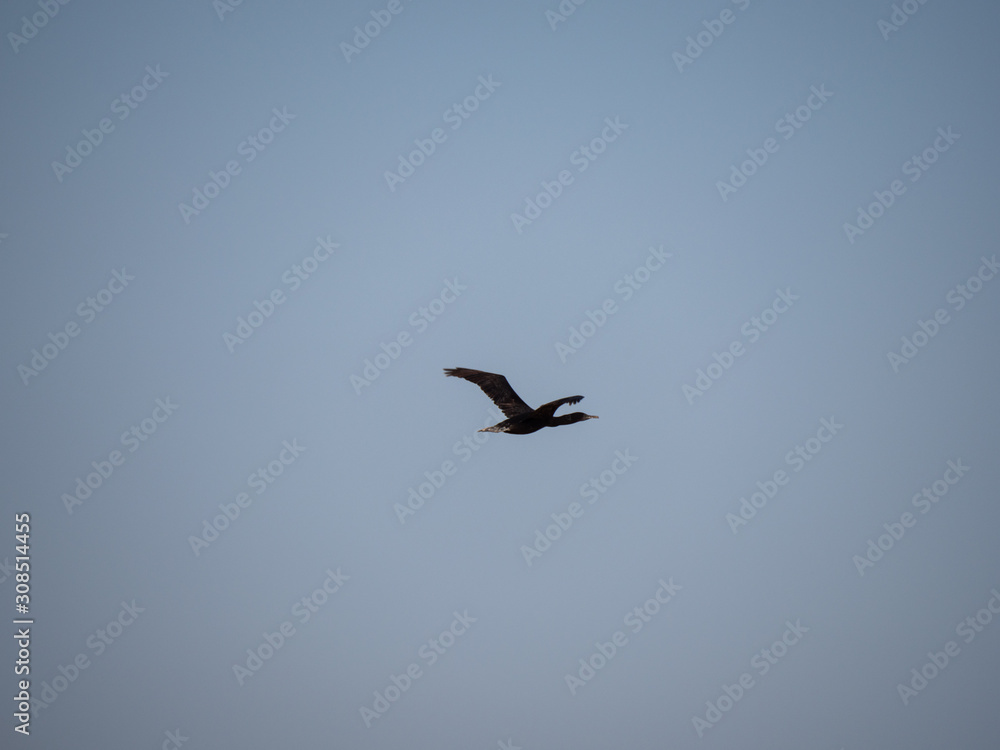 Socotra Cormorant in flight on Hawar Island, Bahrain