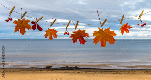 Autumn composition with maple leaves suspended on clothespin,   background wi...