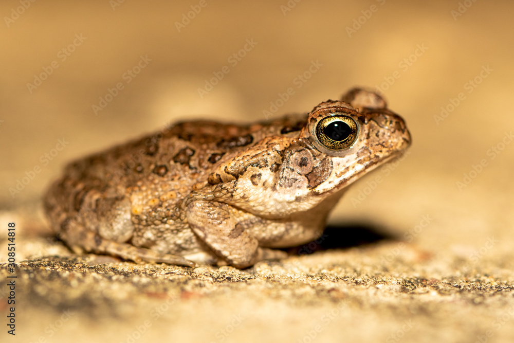 Leptodactylus fuscus in der Seitenansicht Leptodactylus fuscus in der Seitenansicht