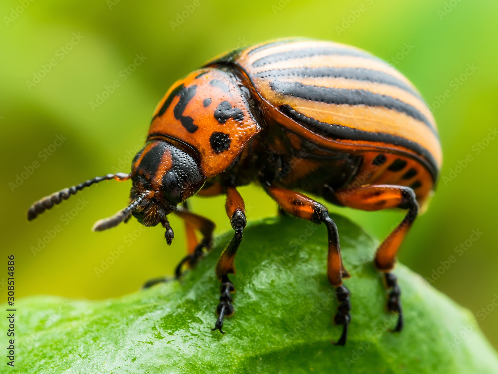 Colorado Potato Beetle Parasite Pest Insect on Potato Foliage Nature Macro Close-up Colorado Potato Beetle Parasite Pest Insect on Potato Foliage Nature Macro Close-up