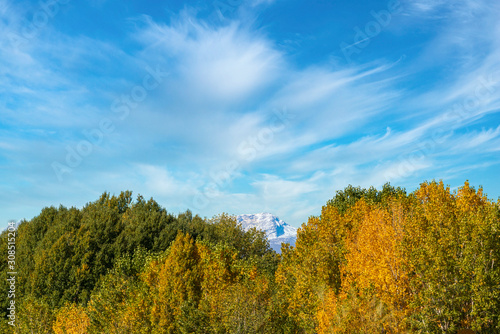 Poplar forest on the Andarax river © Javier