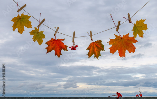 Autumn composition with maple leaves suspended on clothespin,   background wi...