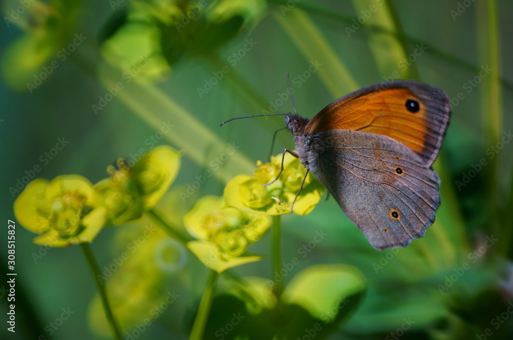 Obraz premium Butterfly in wild flowers. Flower landscape. The magic colors.