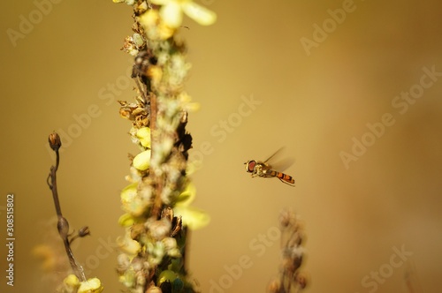 Flight of a bee to a field flower. Insects in nature. © Станислав 