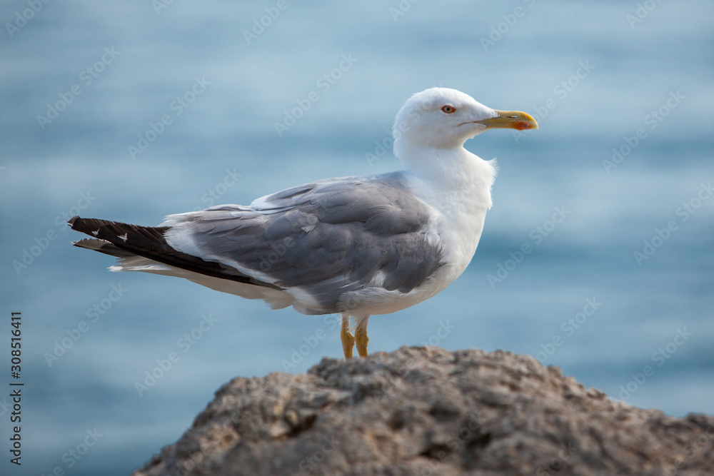 Close up view of Seagull portrait against sea shore. A white bird sitting on a rock by the beach. natural blue water background. Close up view of Seagull portrait against sea shore. A white bird sitting on a rock by the beach. natural blue water background.
