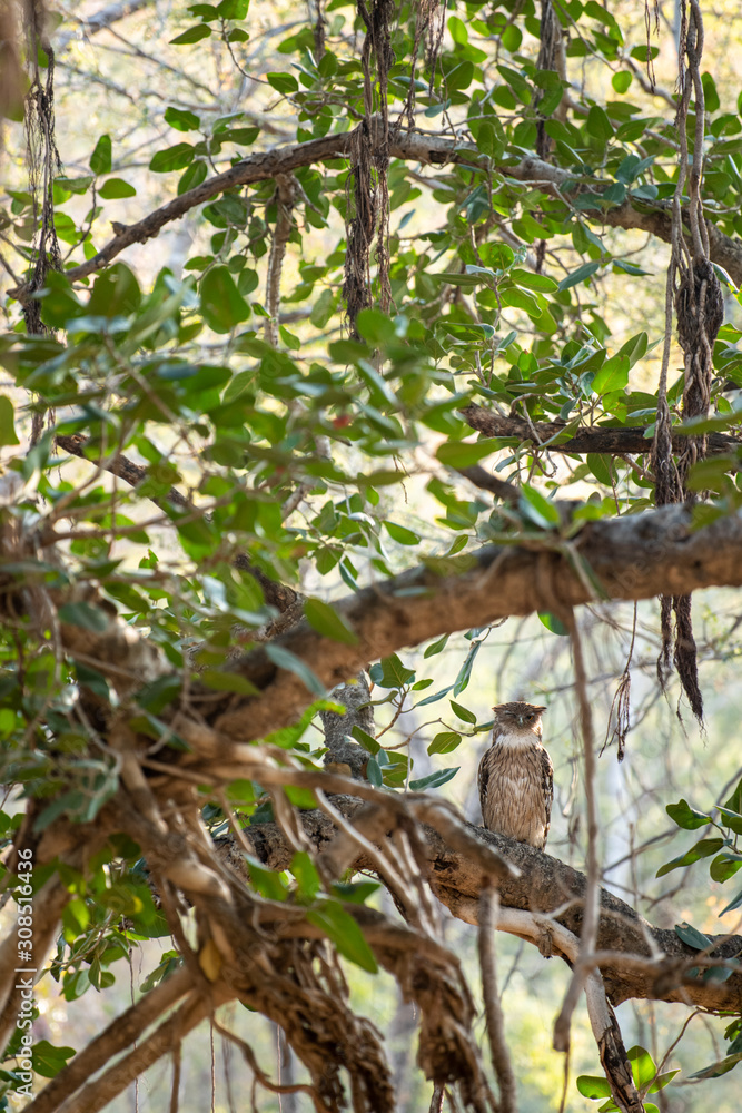 brown fish owl wink eyes perched on big banyan tree at ranthambore national park, rajasthan, india - Bubo zeylonensis brown fish owl wink eyes perched on big banyan tree at ranthambore national park, rajasthan, india - Bubo zeylonensis