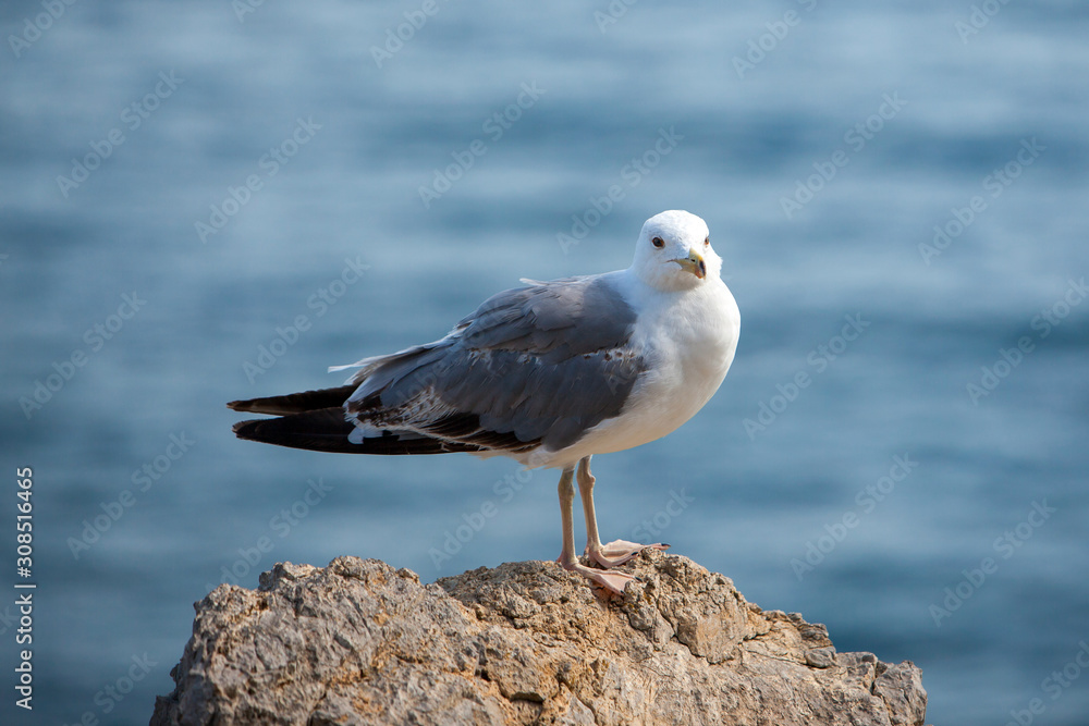 Close up view of Seagull portrait against sea shore. A white bird sitting on a rock by the beach. natural blue water background. Close up view of Seagull portrait against sea shore. A white bird sitting on a rock by the beach. natural blue water background.