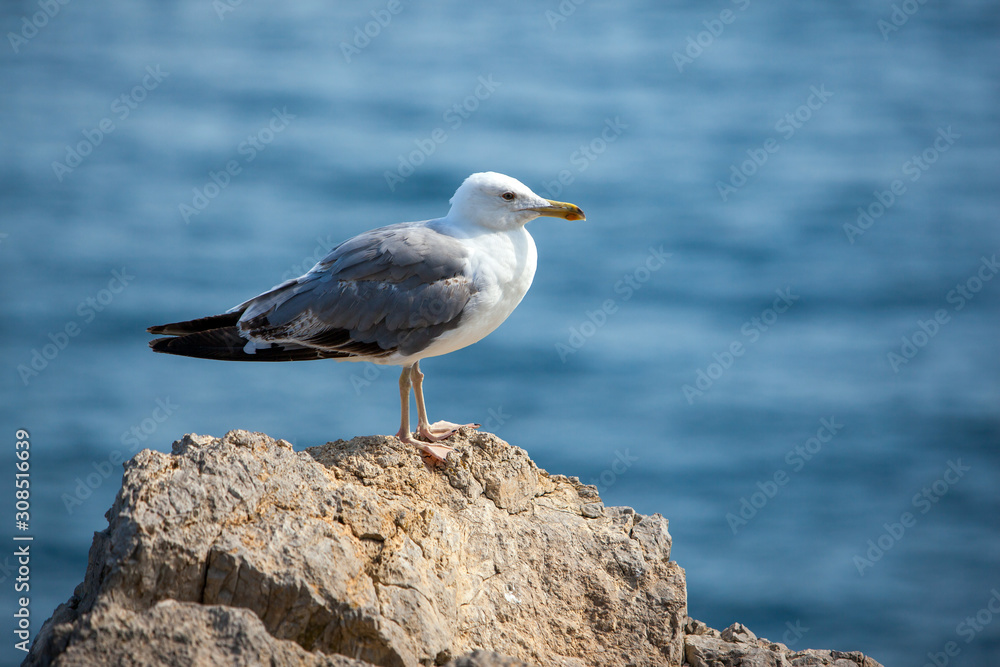 Close up view of Seagull portrait against sea shore. A white bird sitting on a rock by the beach. natural blue water background. Close up view of Seagull portrait against sea shore. A white bird sitting on a rock by the beach. natural blue water background.