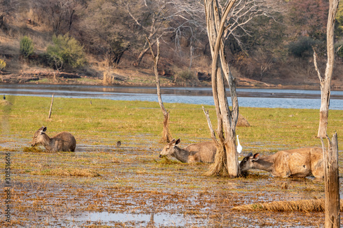 Sambar deer or rusa unicolor playing in water of famous malik lake or talao at ranthambore national park, rajasthan, india photo