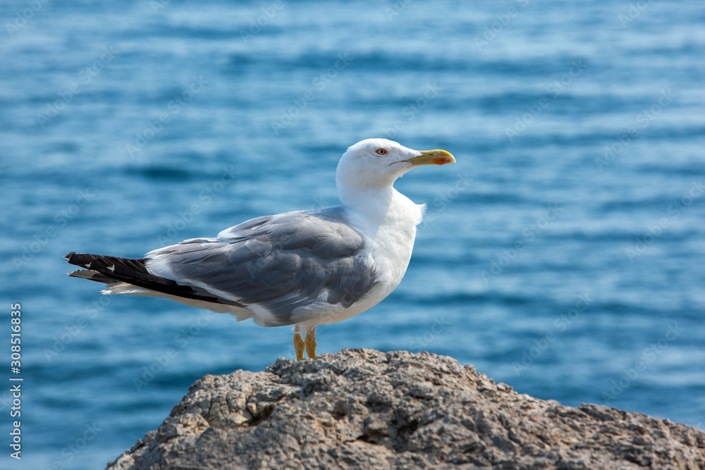 Close up view of Seagull portrait against sea shore. A white bird sitting on a rock by the beach. natural blue water background. Close up view of Seagull portrait against sea shore. A white bird sitting on a rock by the beach. natural blue water background.