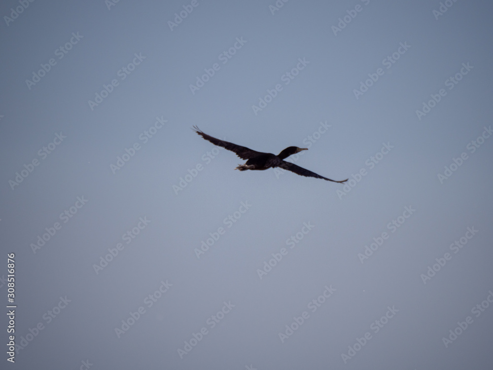 Socotra Cormorants in flight on Hawar Islands, Bahrain Socotra Cormorants in flight on Hawar Islands, Bahrain