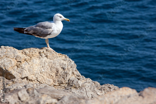 Close up view of Seagull portrait against sea shore. A white bird sitting on a rock by the beach. natural blue water background.